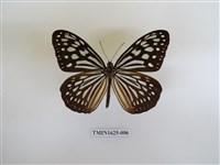 藏品(旖斑蝶)的圖片